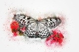 by graham rhodes