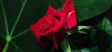 by Mihaela B