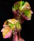 by Julie Pedder
