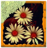by Pepita Selles