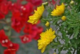 by Nira Dabush