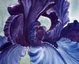 by Tanya Antimirova