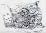by Svetlana Ledneva-Schukina