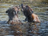 by Katie Z