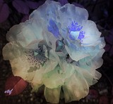 by Stefani Wehner