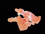 by Maureen Bloesch