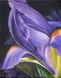 by Debbie Shirley