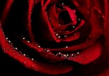 by marie will