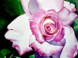 by Elaine Callahan