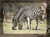 by Wia Cronje