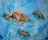 by Pam Sheldon