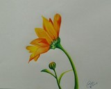 by Sara Radman yazar