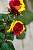 by Mihaela B