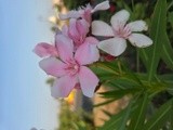 by Neha 