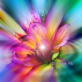 by Anne Vis