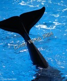 by Cindy Webb