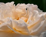 by Joyce Hutchinson