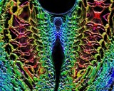 by Carl Huffman