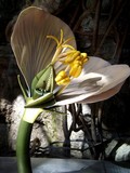 by Lynn De Serres