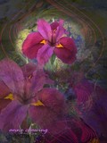 by Minnie Shuler