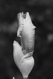by Suzanne Laytham