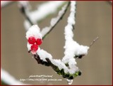 by Heli Aarniranta