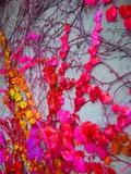 by alice Brinkley