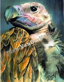 by Dian VanDerVolgen