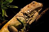 by Steven Swanson