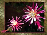 by Wia Cronje