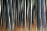 by  Bill  Morgenstern