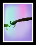 by RAM SINGH