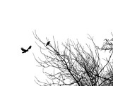 by Zara Mohammed