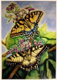 by Amanda Robison