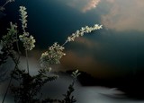 by cervantes wu