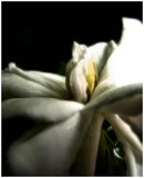 by Caryn Clark