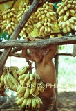 by Allan Philiba