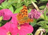 by Wayne Combridge 