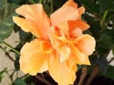 by Sherry Cornett