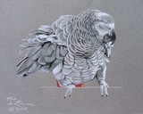 by Pio de Lima