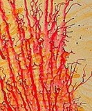 by Harold Kuehn