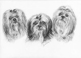 by Geraldine Simmons
