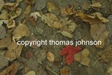 by Thomas Johnson