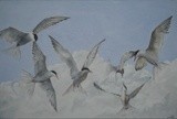 by Alan Pickersgill