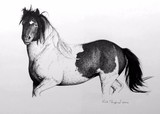 by Kirk Shepherd