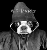 by Patti Meador