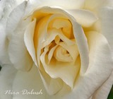 by Nira Dabush