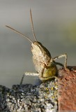 by Jan de Jong