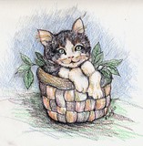 by Rhonda Shereck