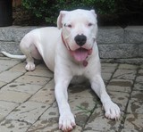 by william maldonado